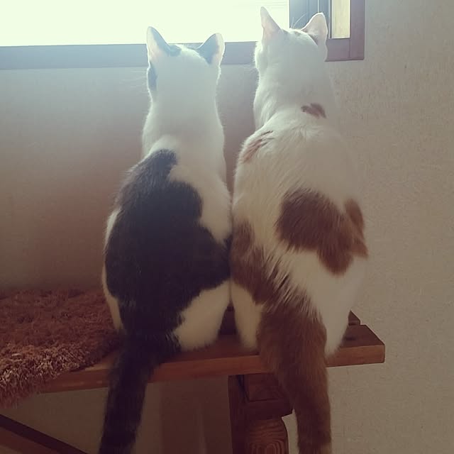 kusimaさんの実例写真