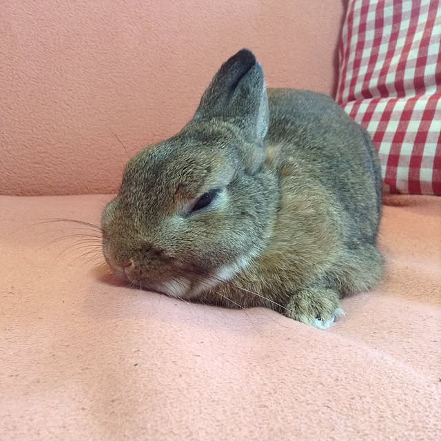 yuzu0223さんの実例写真