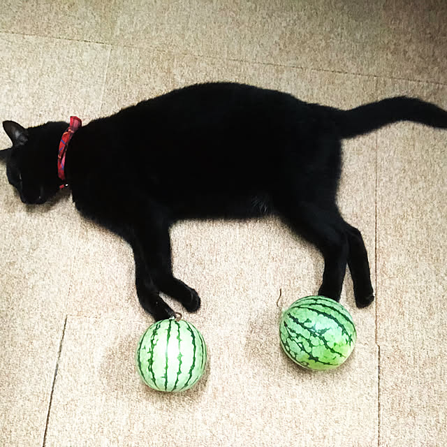 you-goさんの実例写真