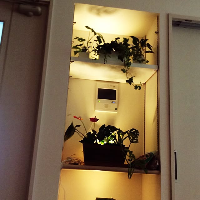 棚/観葉植物/照明/100均のインテリア実例 - 2015-08-05 15:31:20