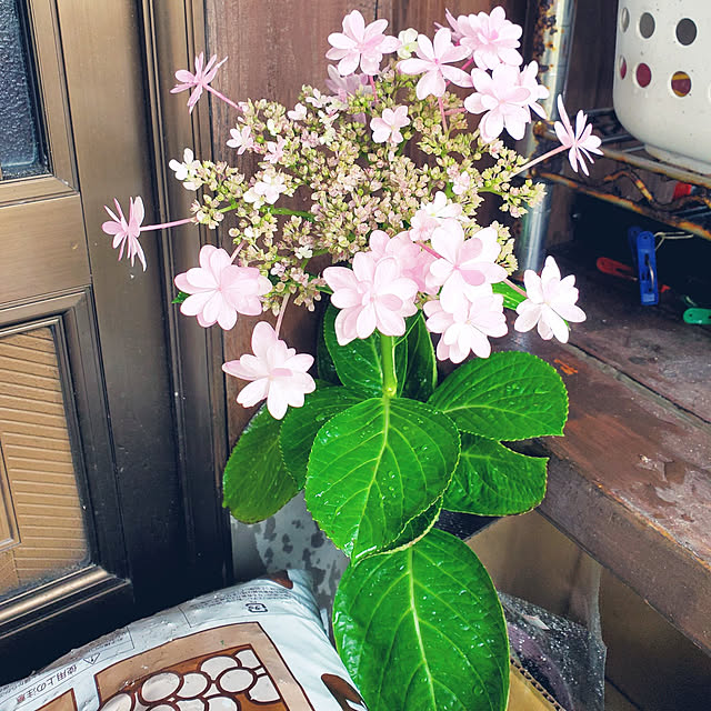 k.mamaさんの実例写真
