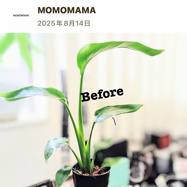 MOMOMAMAさんの部屋