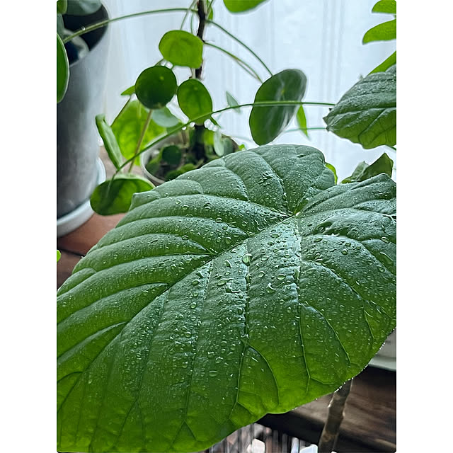 cotaさんの部屋