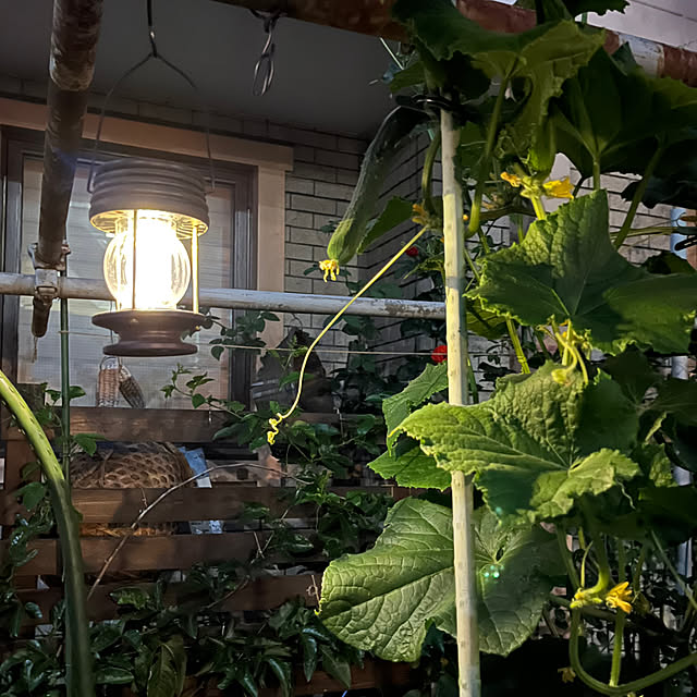 botanさんの実例写真