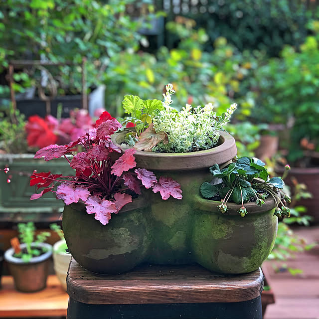 寄せ植え ストロベリーポットのインテリア実例 | RoomClip 寄せ植え ストロベリーポットのインテリア実例 | RoomClip