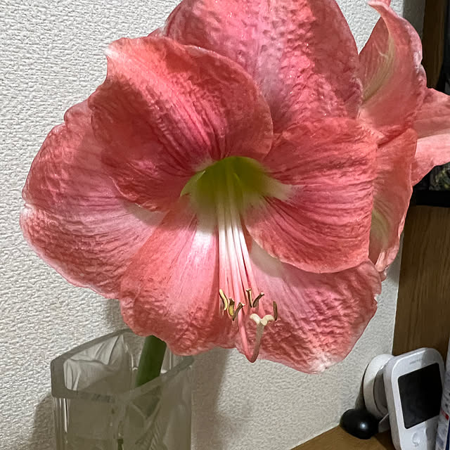 nannoさんの部屋