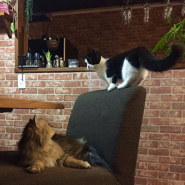 butachanさんの実例写真