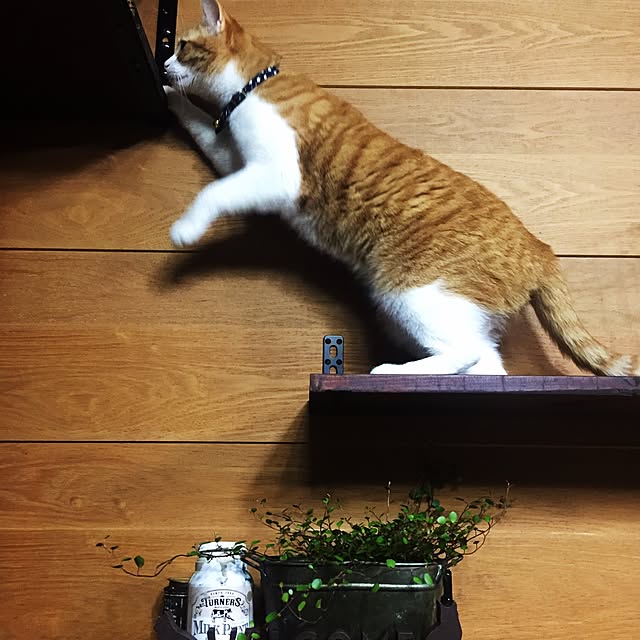 Matsuriさんの実例写真