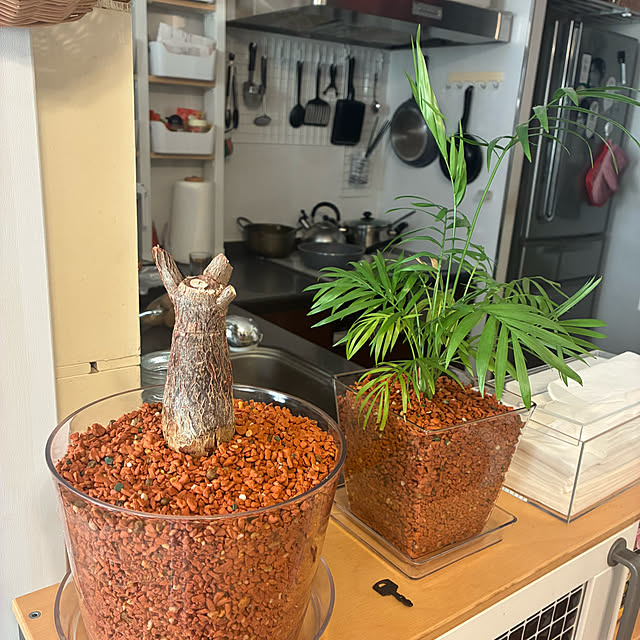 koshiregutyoさんの部屋