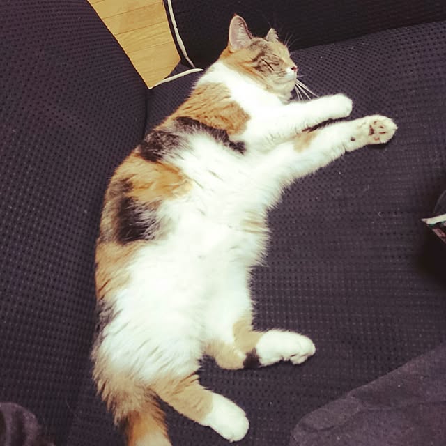 yukieさんの実例写真