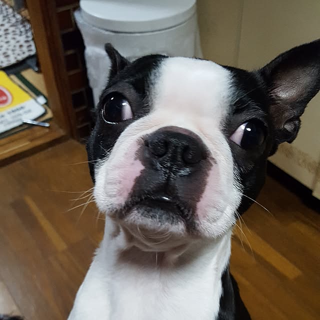 boston5757さんの実例写真