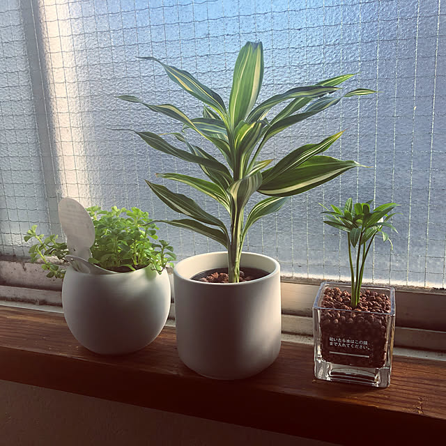 観葉植物/ベッド周りのインテリア実例 - 2020-01-20 13:21:01