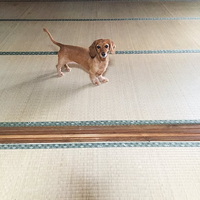 sakuさんの実例写真