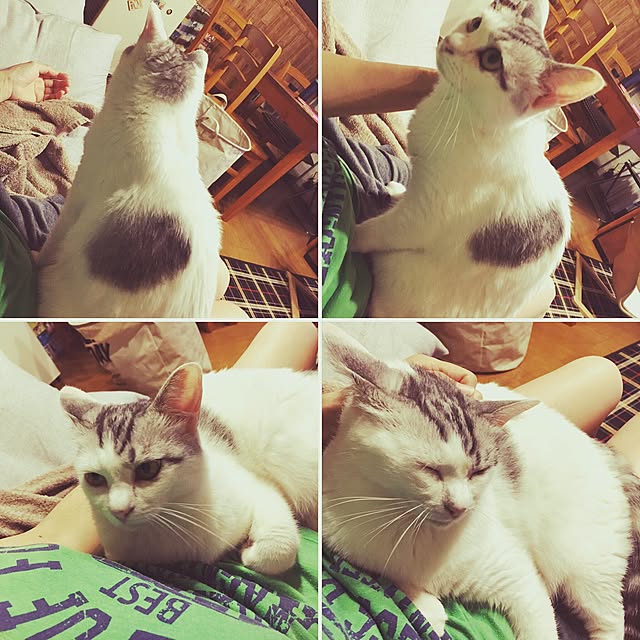 Miechamさんの実例写真