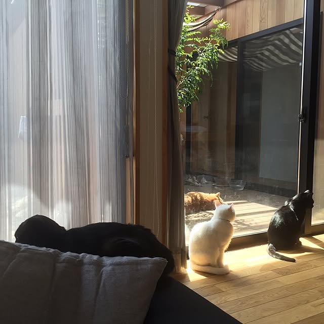 Chuppeetaさんの実例写真