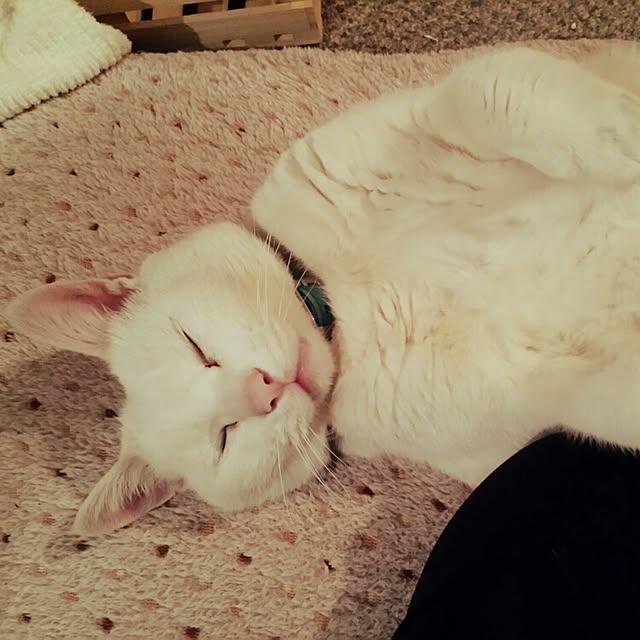 minaさんの実例写真
