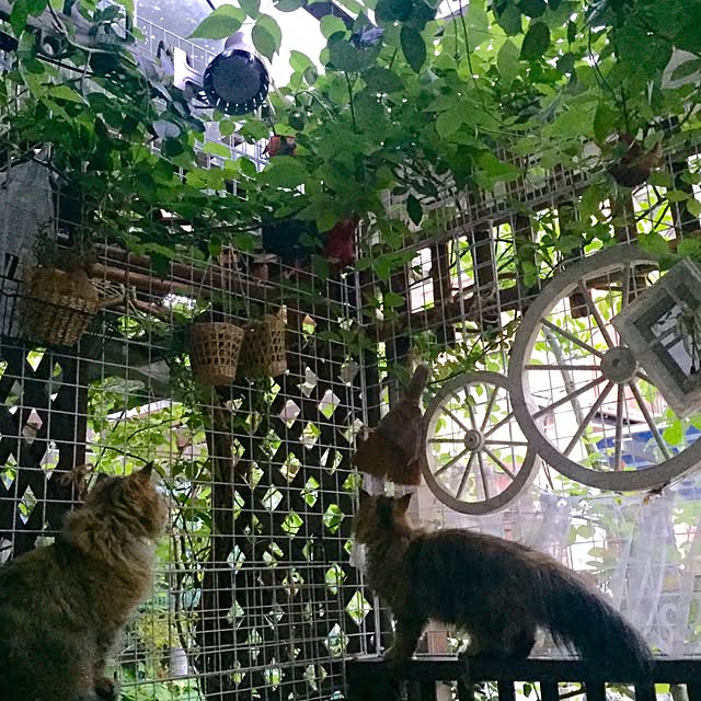 butachanさんの実例写真