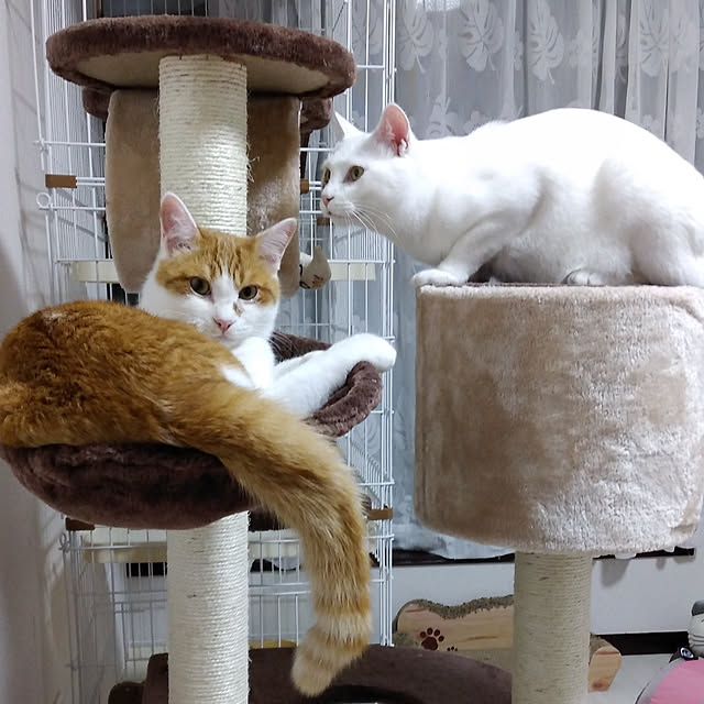 a.miyuki0501さんの実例写真