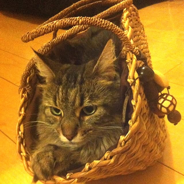 kkotnさんの実例写真