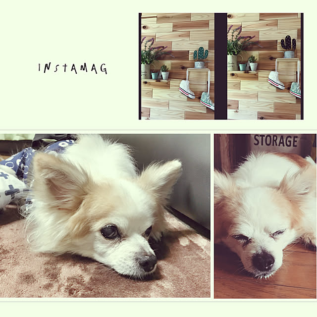 seroriさんの実例写真