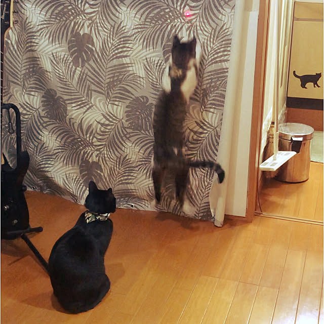 jijiさんの実例写真