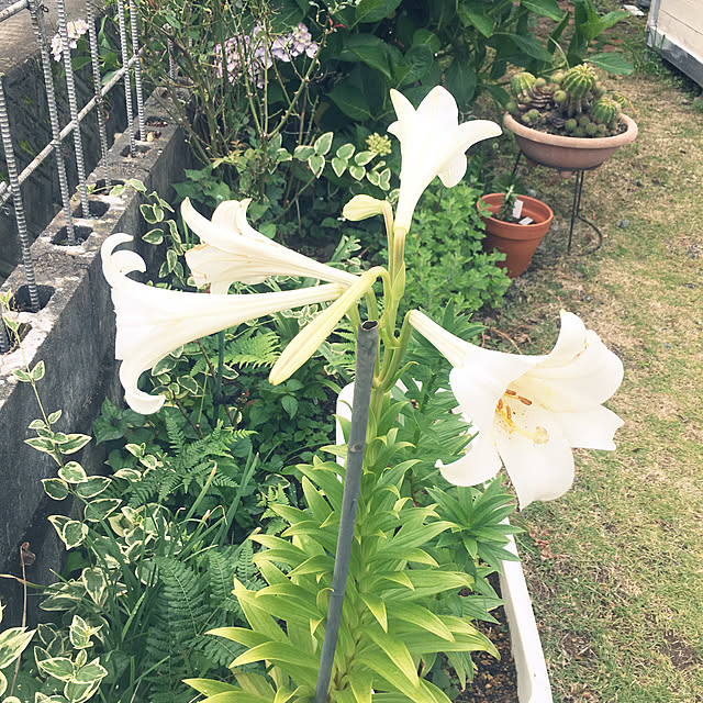 ray55さんの実例写真