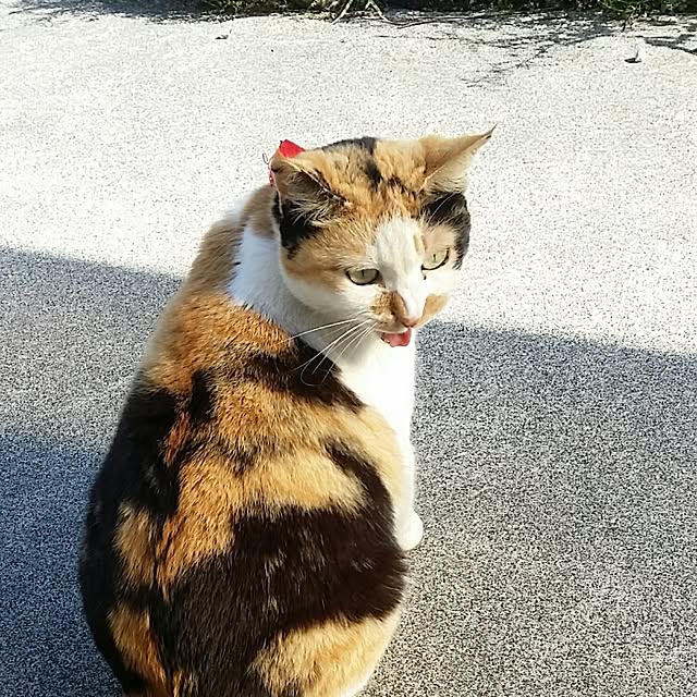 実例写真