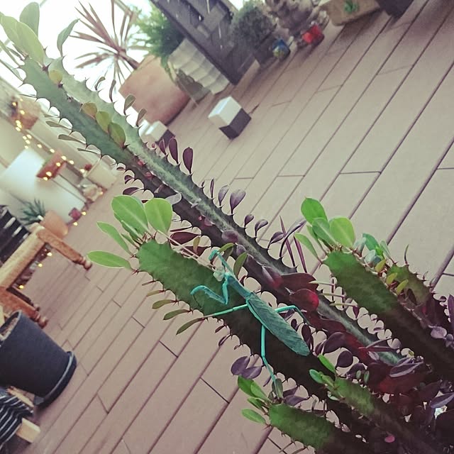 escalaさんの実例写真