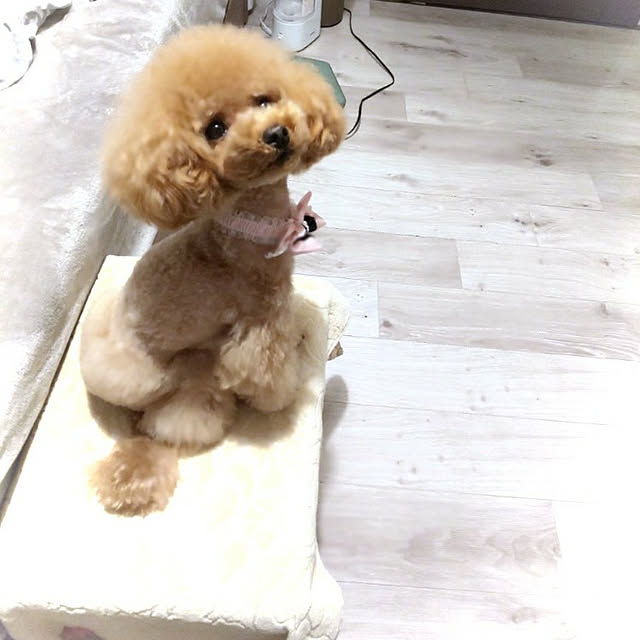 erisavesu4さんの実例写真