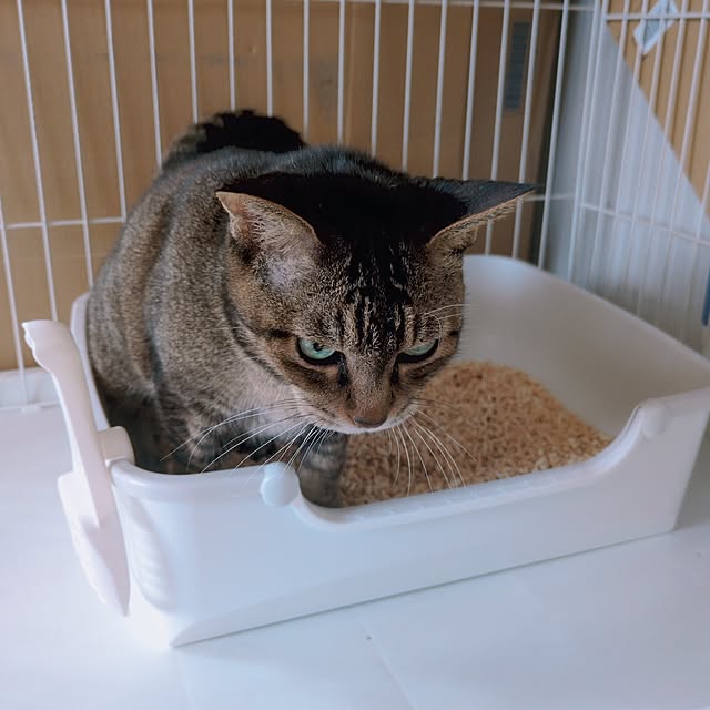 cocomintさんの部屋