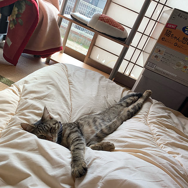 kataさんの実例写真