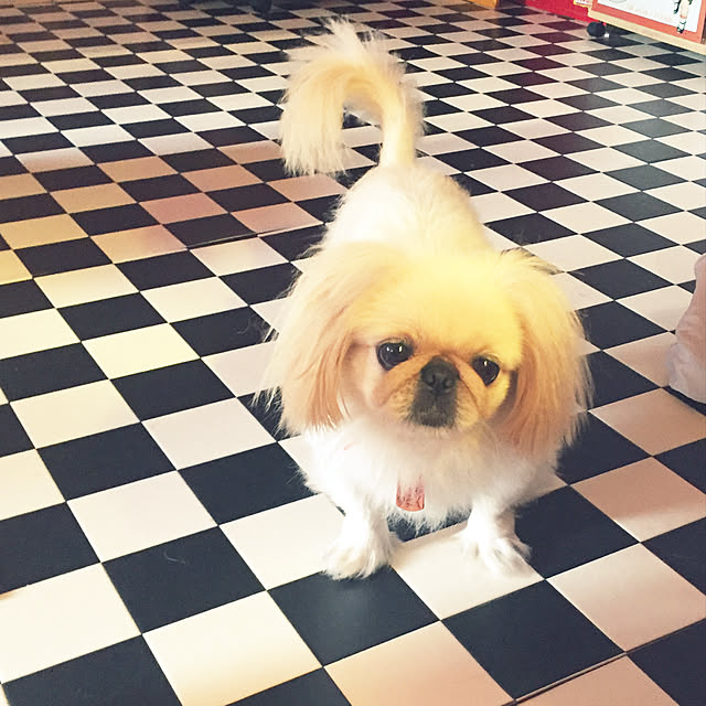 Vanillaさんの実例写真
