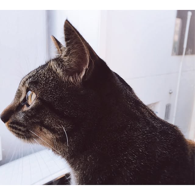 nyan.73さんの実例写真