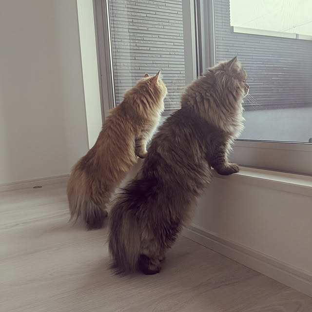 pongureさんの実例写真