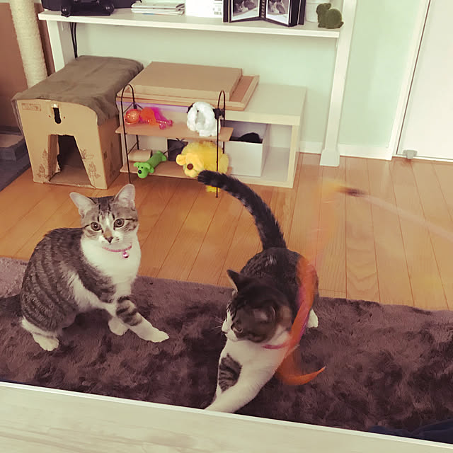 mugikoさんの実例写真