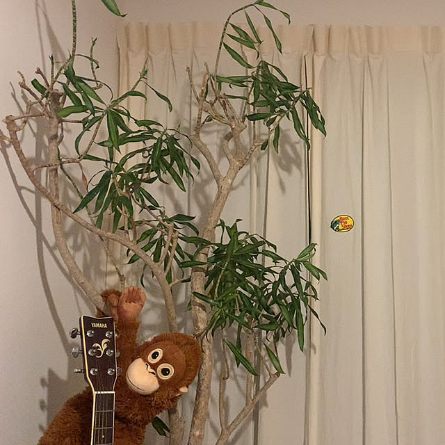 Yoyoさんの実例写真