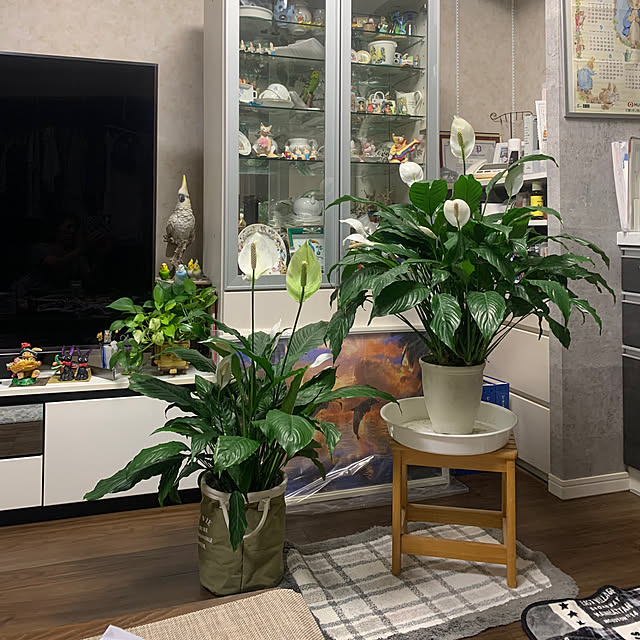Aqettyさんの部屋