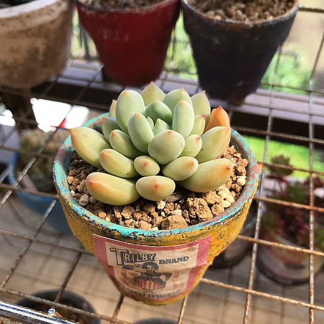 miniさんの実例写真
