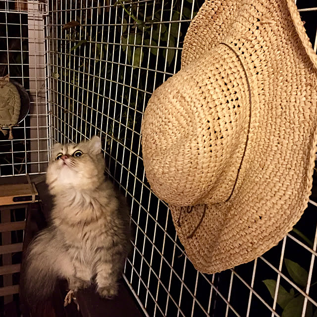 butachanさんの実例写真