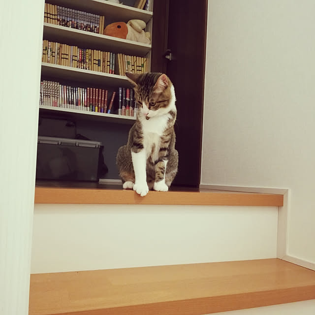 Holさんの実例写真