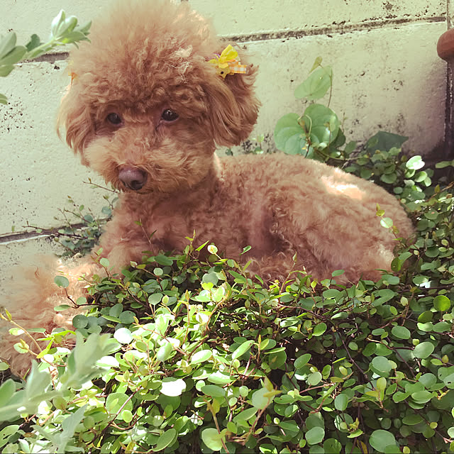 korokoroさんの実例写真