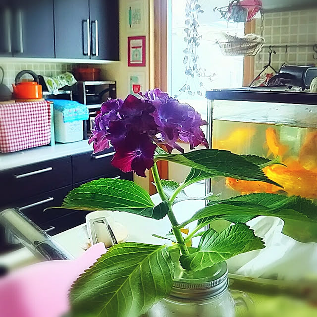 Miponappoさんの実例写真