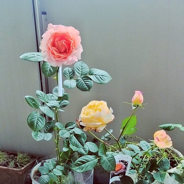 hiromimiさんの部屋