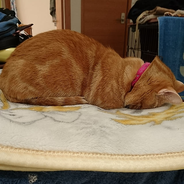 shinobuさんの実例写真