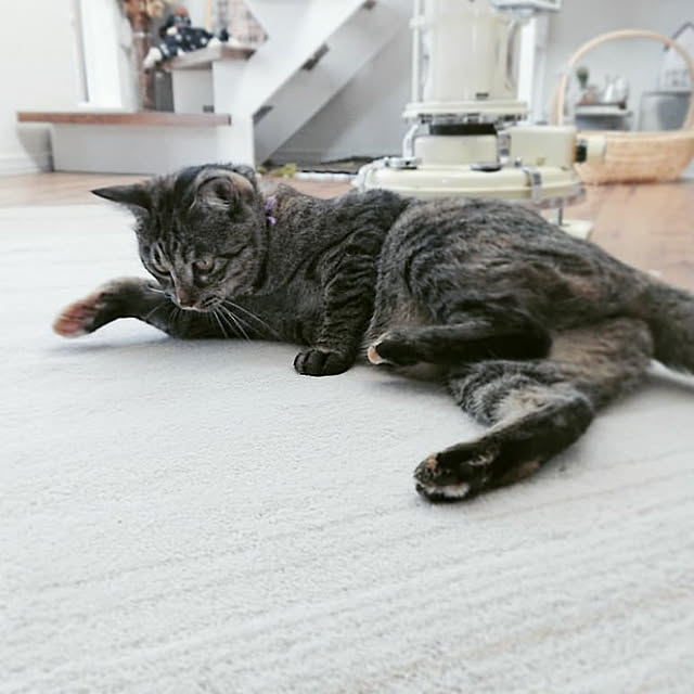 mamimamipockyさんの実例写真