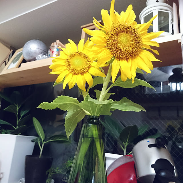 mayuko306さんの実例写真