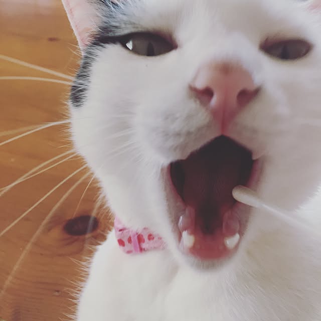 chiさんの実例写真