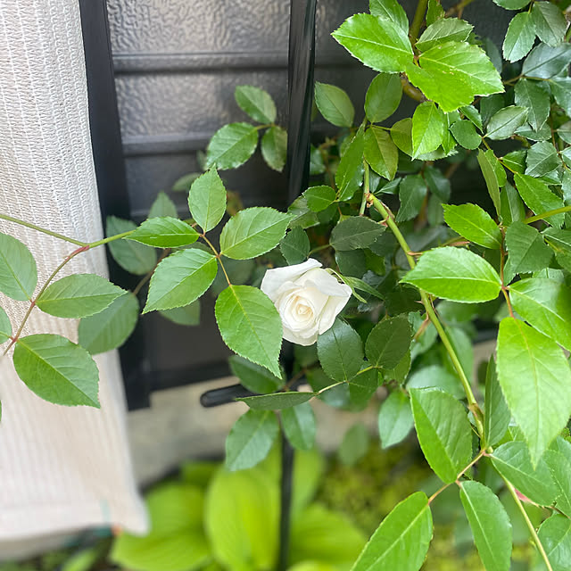 Ma-saさんの実例写真