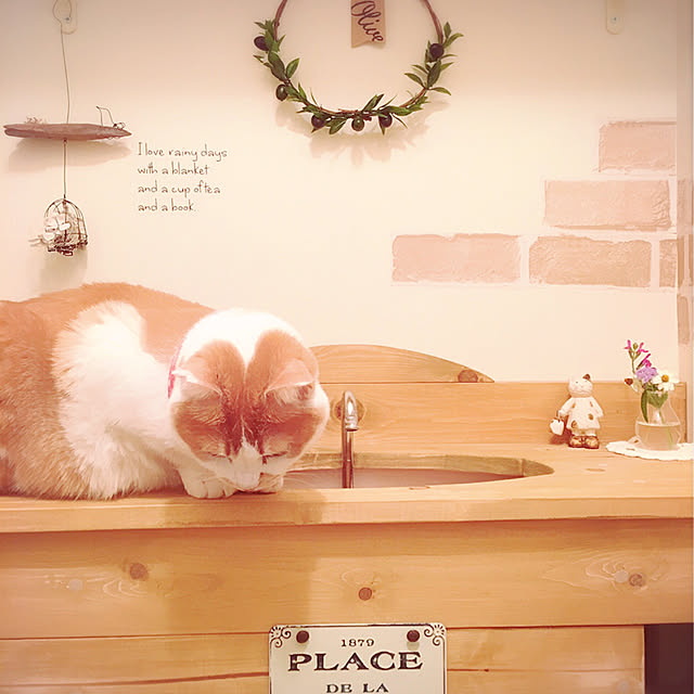 mintcatさんの実例写真