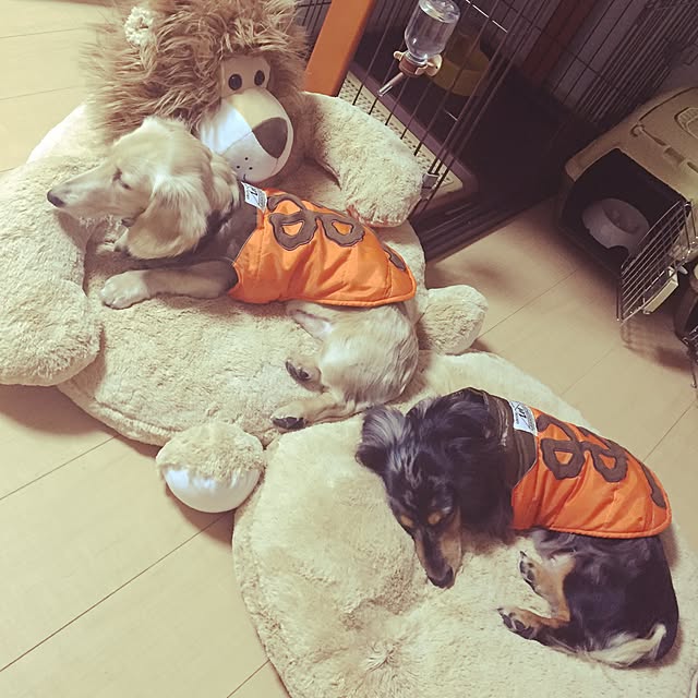 RUI-Stmさんの実例写真